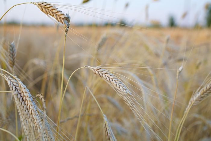 Einkorn the Amazing Grain: Why the Future of Wheat is Old